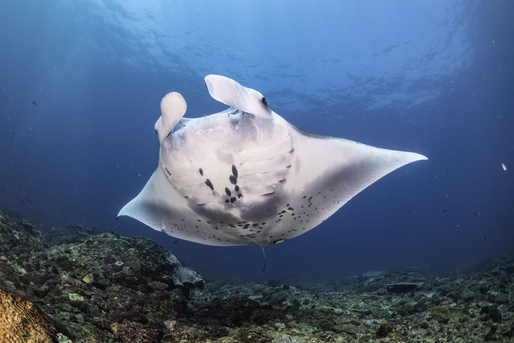 Dive Nusa Penida